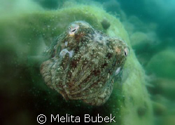 cuttlefish // C5060WZ ISO 100, 1/160s, f/7,1 , macro lens... by Melita Bubek 